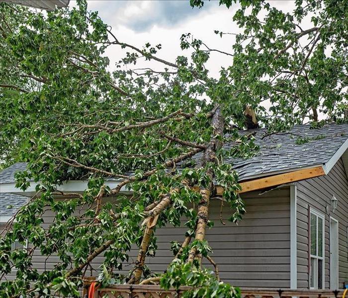 Tree Fallen on Home Damaging Roof